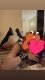 Poze in cuplu in privat! 